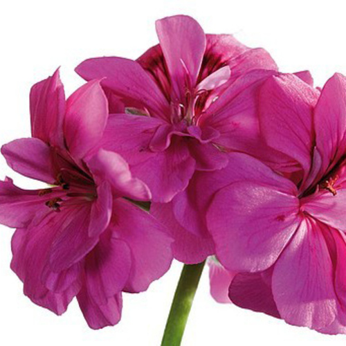 PERFUME EQUIVALENCIA 333