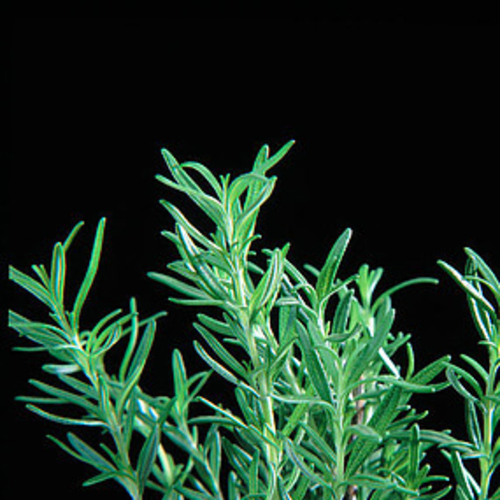 PERFUME EQUIVALENCIA 334