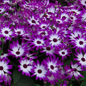 PERFUME EQUIVALENCIA 375