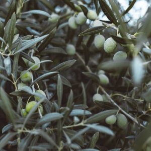 PERFUME EQUIVALENCIA 428