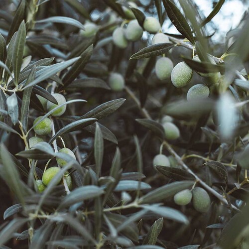 PERFUME EQUIVALENCIA 428