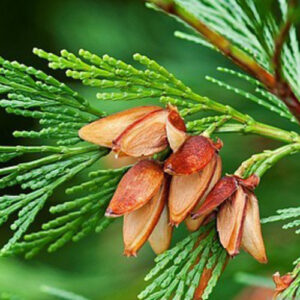 PERFUME EQUIVALENCIA 437