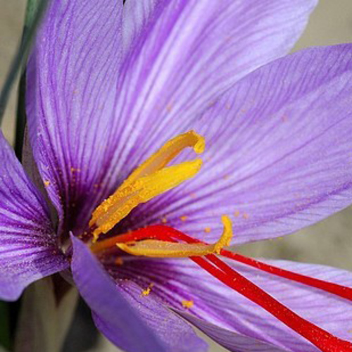 PERFUME EQUIVALENCIA 448