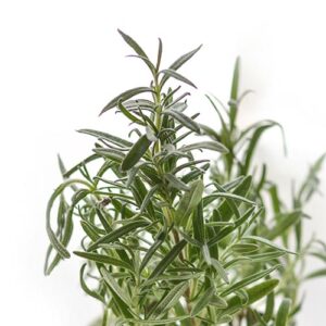 PERFUME EQUIVALENCIA 449