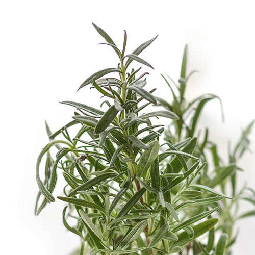 PERFUME EQUIVALENCIA 449