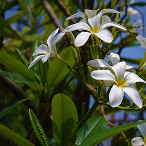 PERFUME EQUIVALENCIA 450