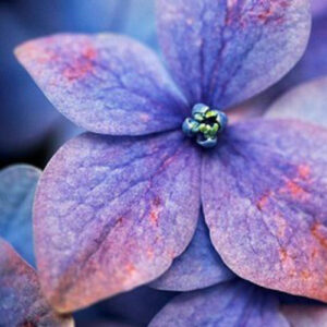 PERFUME EQUIVALENCIA 459