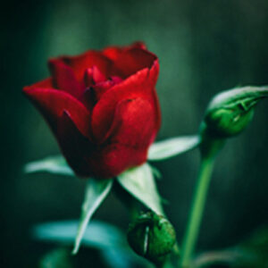 PERFUME EQUIVALENCIA 452