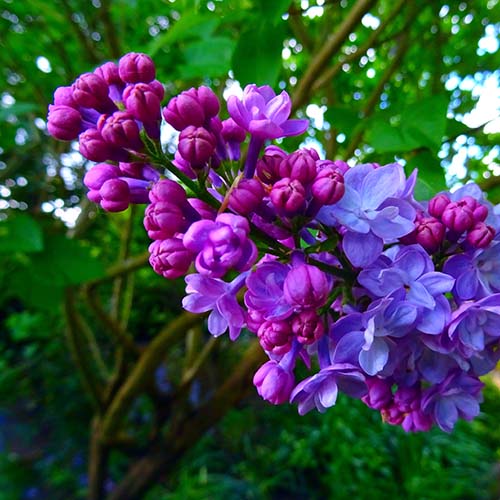 PERFUME EQUIVALENCIA 457