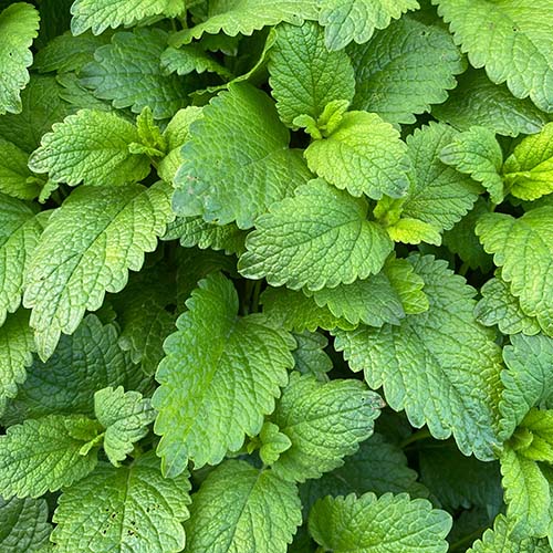 PERFUME EQUIVALENCIA 462