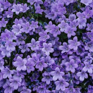 PERFUME EQUIVALENCIA 468