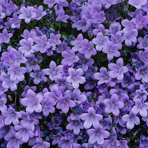 PERFUME EQUIVALENCIA 468