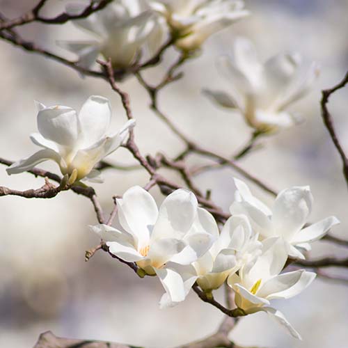 PERFUME EQUIVALENCIA 495