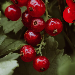 PERFUME EQUIVALENCIA 517