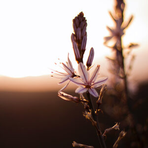 PERFUME EQUIVALENCIA 533