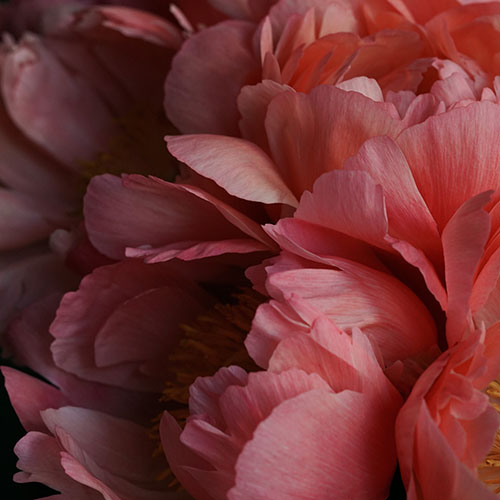 PERFUME EQUIVALENCIA 537