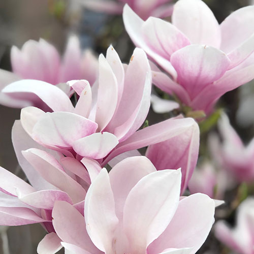 PERFUME EQUIVALENCIA 538