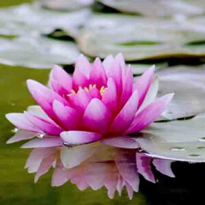 PERFUME EQUIVALENCIA 544