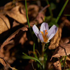 PERFUME EQUIVALENCIA 553