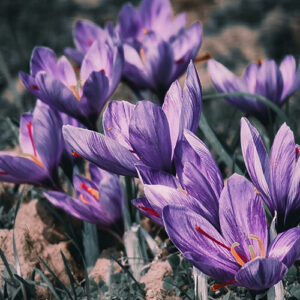 PERFUME EQUIVALENCIA 555