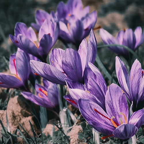 PERFUME EQUIVALENCIA 555