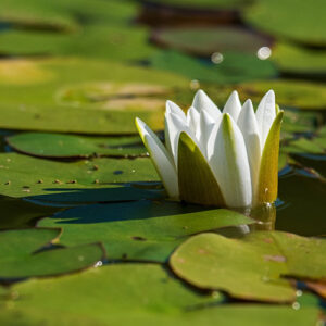 PERFUME EQUIVALENCIA 556