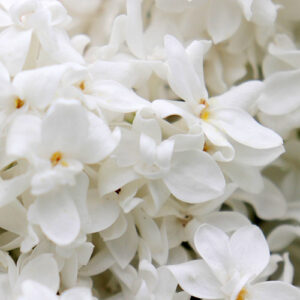 PERFUME EQUIVALENCIA 559