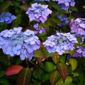 PERFUME EQUIVALENCIA 562