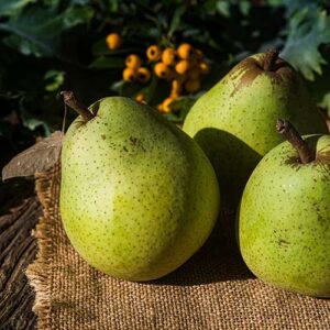 PERFUME EQUIVALENCIA 570