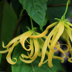 PERFUME EQUIVALENCIA 586