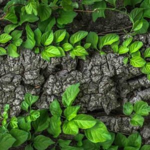 PERFUME EQUIVALENCIA 060