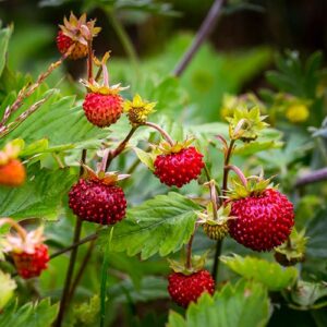 PERFUME EQUIVALENCIA 624