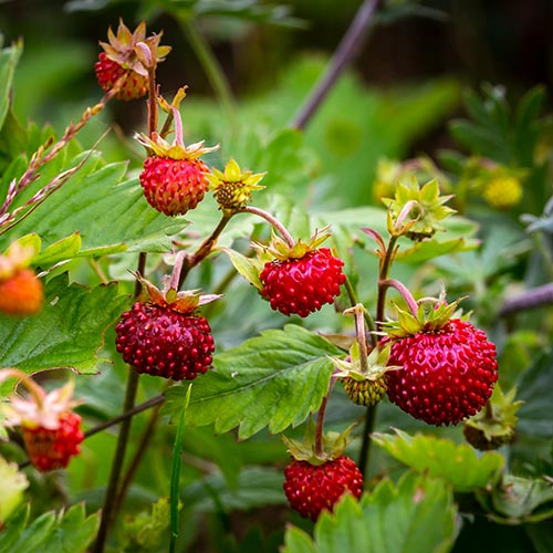 PERFUME EQUIVALENCIA 624