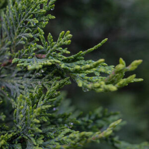 PERFUME EQUIVALENCIA 621