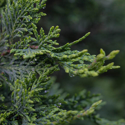 PERFUME EQUIVALENCIA 621