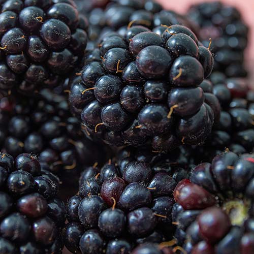 PERFUME EQUIVALENCIA 622