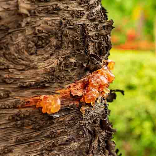 PERFUME EQUIVALENCIA 628