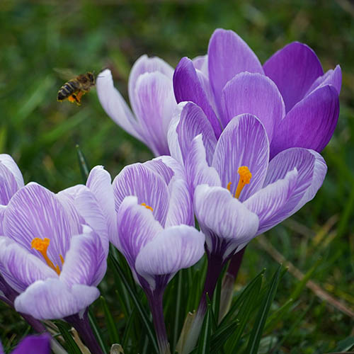 PERFUME EQUIVALENCIA 636