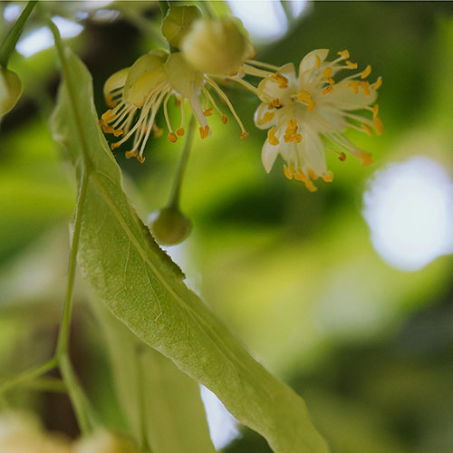 PERFUME EQUIVALENCIA 640