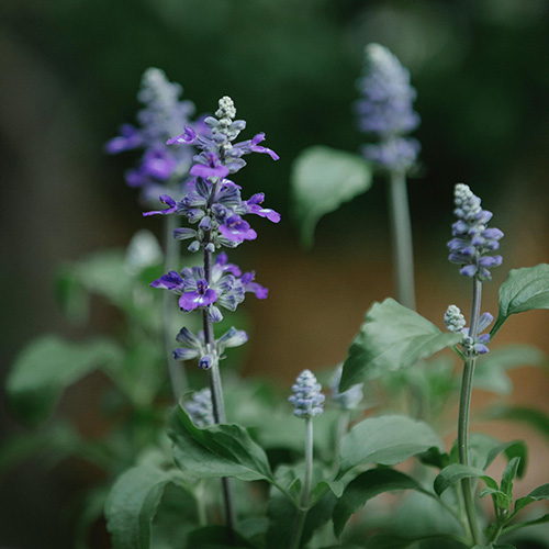 PERFUME EQUIVALENCIA 649