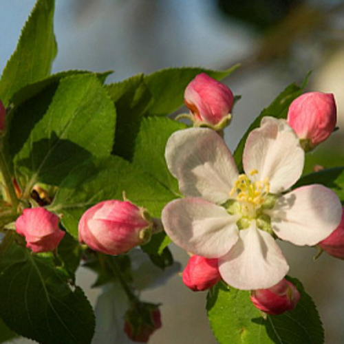 PERFUME EQUIVALENCIA 067