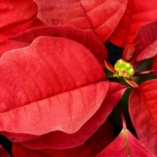 PERFUME EQUIVALENCIA 068