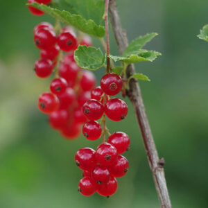 PERFUME EQUIVALENCIA 652