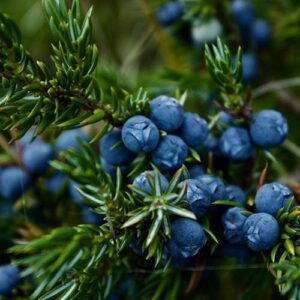 PERFUME EQUIVALENCIA 653