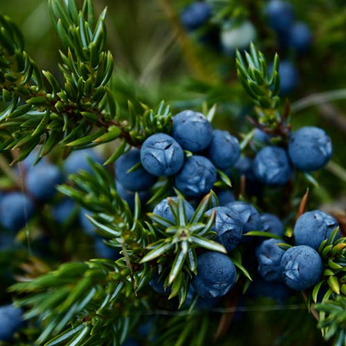 PERFUME EQUIVALENCIA 653