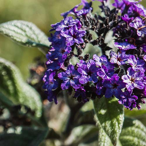 PERFUME EQUIVALENCIA 658