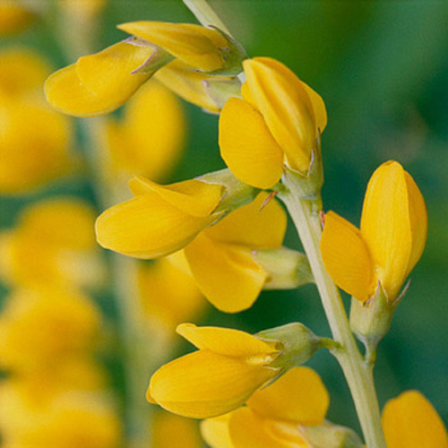 PERFUME EQUIVALENCIA 675