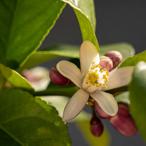 PERFUME EQUIVALENCIA 678