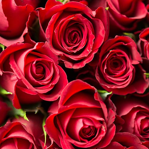 PERFUME EQUIVALENCIA 681