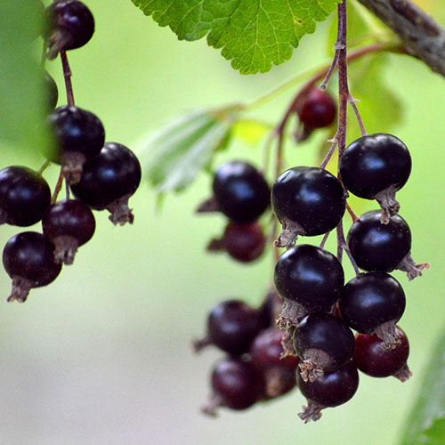 PERFUME EQUIVALENCIA 684